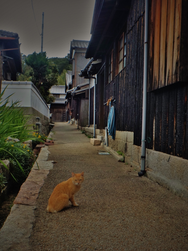 第千五百八十三作　　「咳き込みて　猫が振り向く　昼下がり」　香川県本島