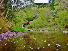 第三千九百五十作　「散り浮いて　やがて流るる　桜かな」　福島県浪江
