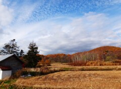 第四千百四十作　「から松からから　すつかり枯れて　冬を待ち」　北海道厚田