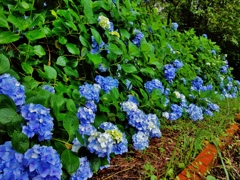 第二千五百二十一作　「雨降る　紫陽花　まして光れる」　鹿児島県開聞