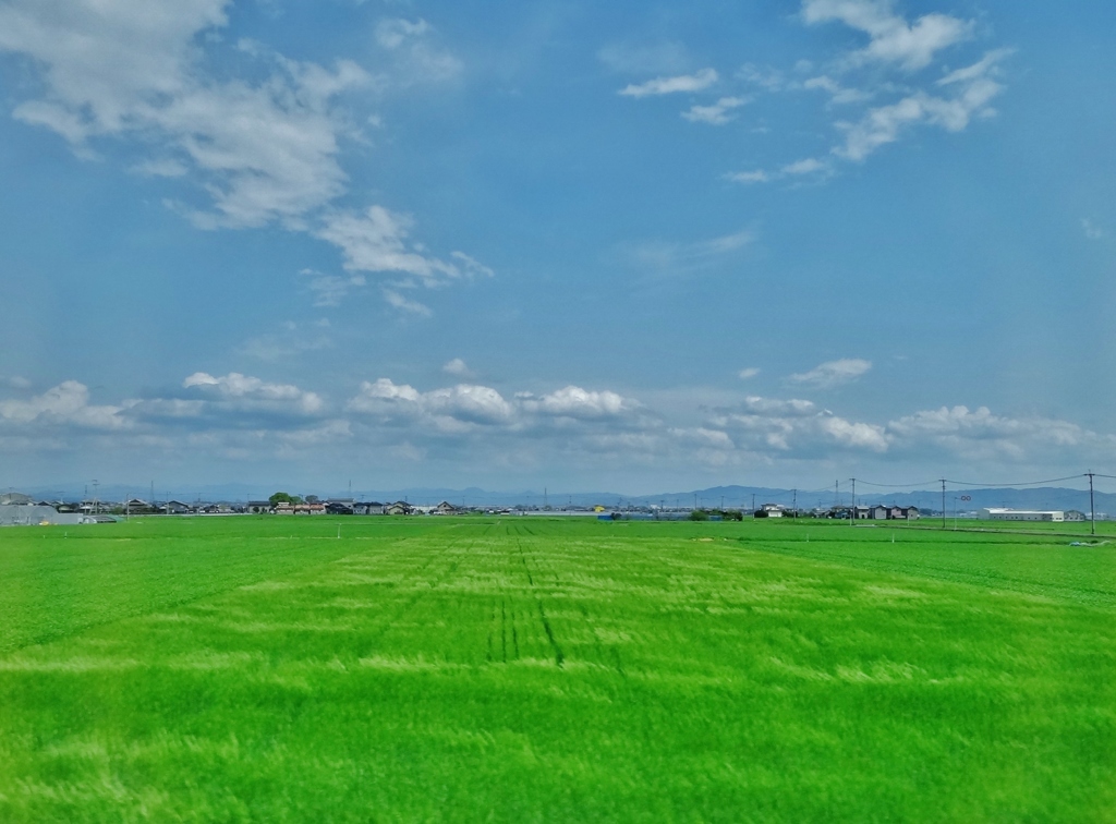 第千七百五十三作　　「旅は道連れて　青麦畑わたる風」　福岡県柳川