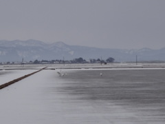 第五百四十四作　　「雪空の白鳥に　晦日というでもあるまいに」　山形県余目