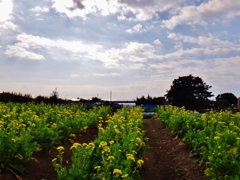 第四千二百十九作　「菜の花咲いて　ふる郷の汐風」　千葉県鴨川