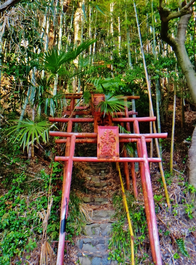 第三千二百三十三作　「荒れ山へ　赤鳥居　どこまで」　愛媛県三津