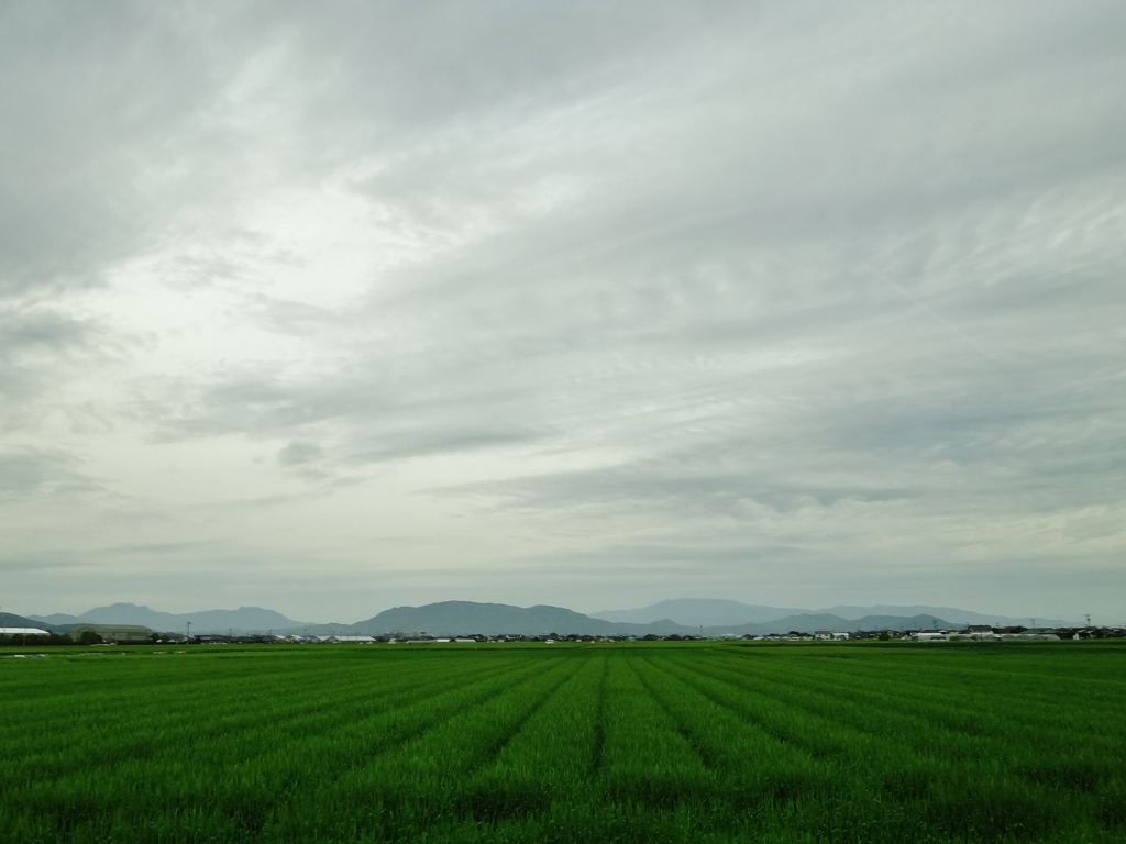 第千三百七十五作　　「青麦が騒ひで　時雨をいそぐ」　佐賀県小城