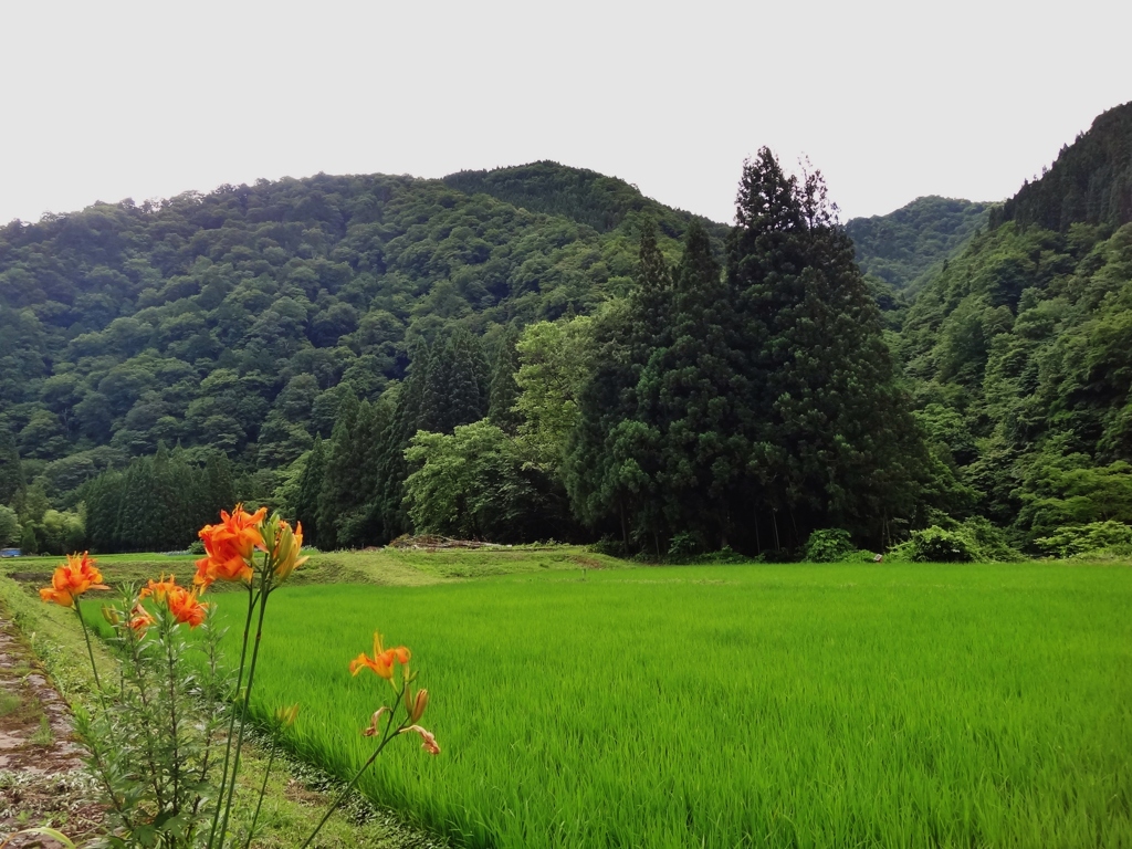 第二千二百十三作　「風はじつとり　かんぞう咲かせた」　福井県後野