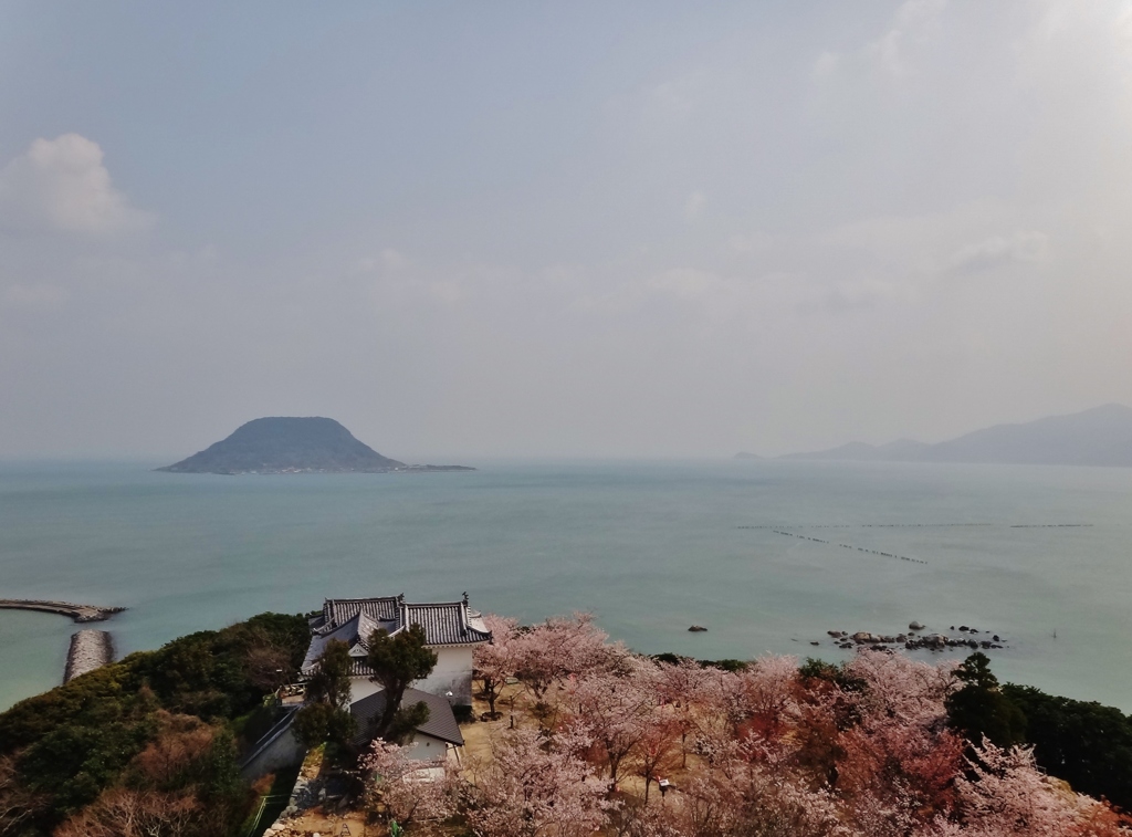 第千三百五十七作　　「風は海から　桜爛漫」　佐賀県唐津