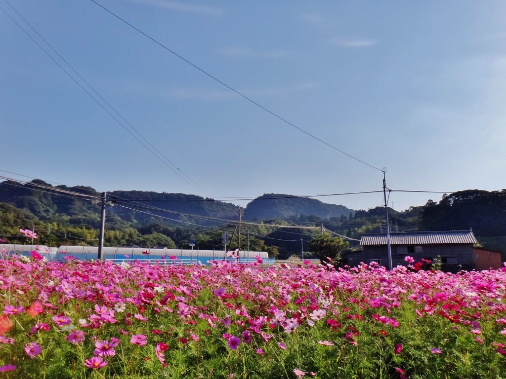 第三千四十五作　「こすもす　ゆらゆら　風に委ねる」　鹿児島県錦江