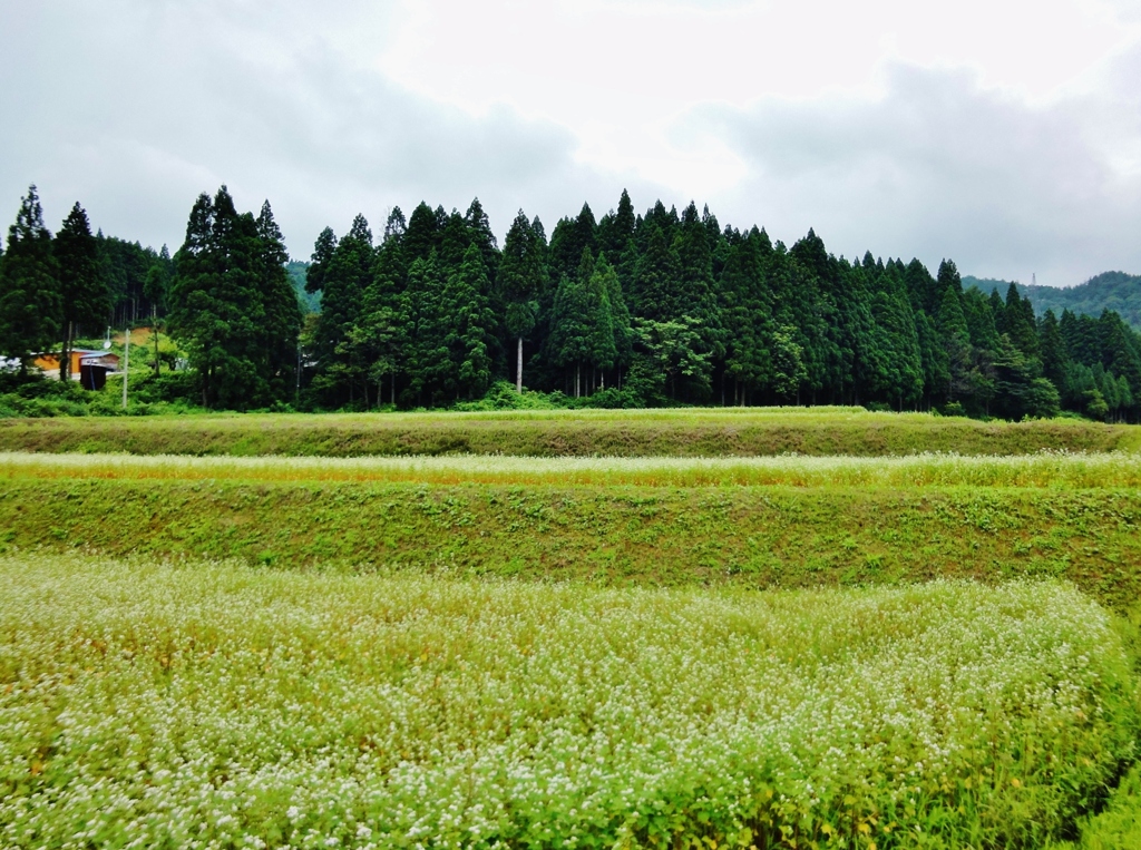 第二千五百六十二作　「時雨るる　蕎麦の　花ざかり」　富山県朝日