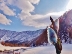第四千二百四十五作　「雪解けを　真つ先に告ぐ　ねこやなぎ」　福井県和泉