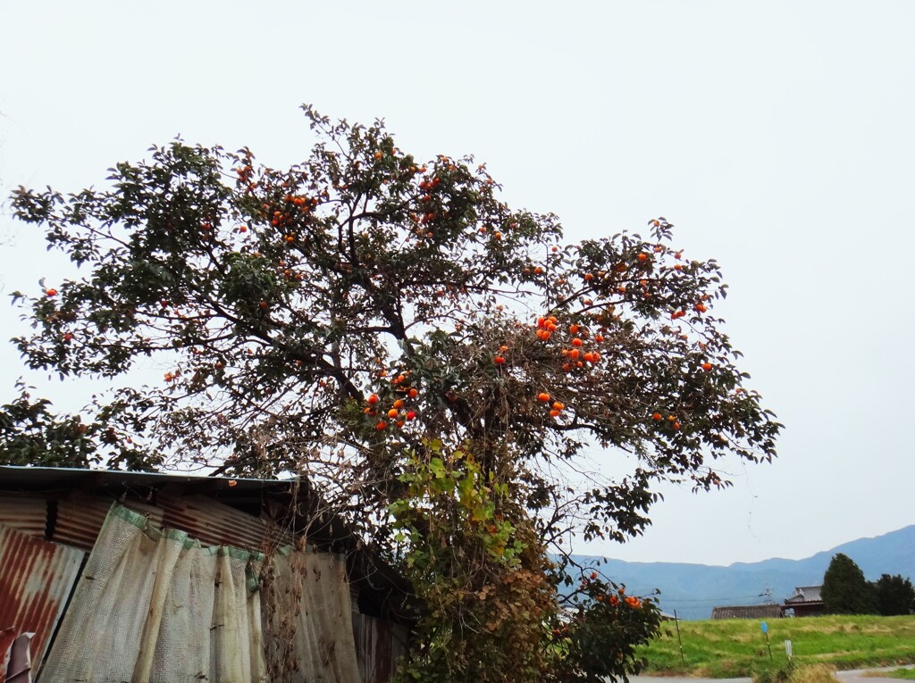第四千百四十二作　「やけに柿の実が　赤く見ゆる　寒空で」　長野県更埴