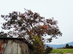 第四千百四十二作　「やけに柿の実が　赤く見ゆる　寒空で」　長野県更埴