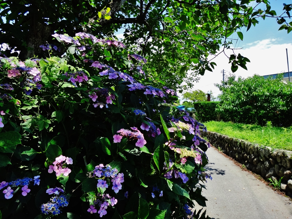 第千四百二十六作　　「もう間もなく　梅雨入りといふ頃の　紫陽花」　山梨県山梨