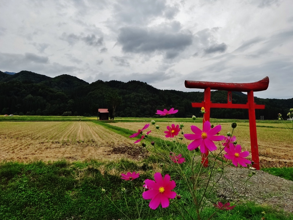 第千五百七十一作　　「揺れて　こすもすであつたか」　秋田県湯沢