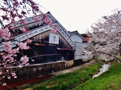 第二千百十二作　「枝さしのべて　酒蔵の桜」　奈良県大宇陀
