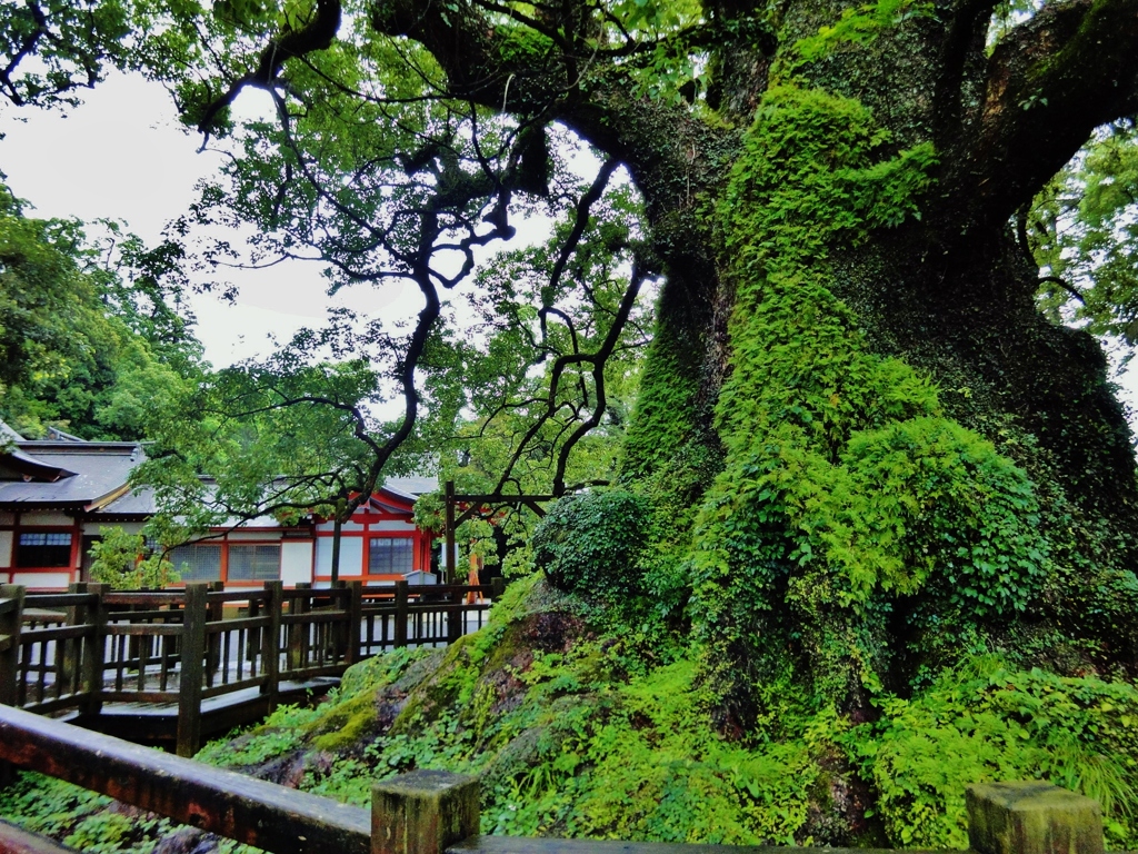 第二千八百八十二作　「雨の気を　いつぱいに　いただく」　鹿児島県蒲生