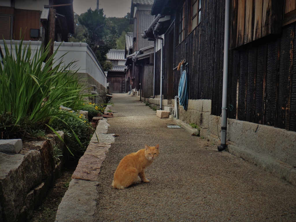 第二千三百五十二作　「しぐれてきさうな　猫のたよりが」　香川県本島