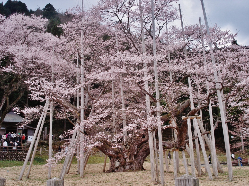 第二千百作　「さくらさく　さくらさく　幾年過ぎても　さくさくら」　岐阜県根尾谷