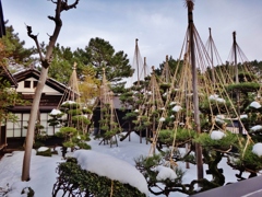 第四千二百五十一作　「雪吊りの藁縄も　漸く緩みて」　山形県酒田