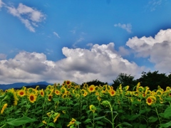 第三千二百九十六作　「向日葵の　花めいめいに　なつの空」　福井県阪谷