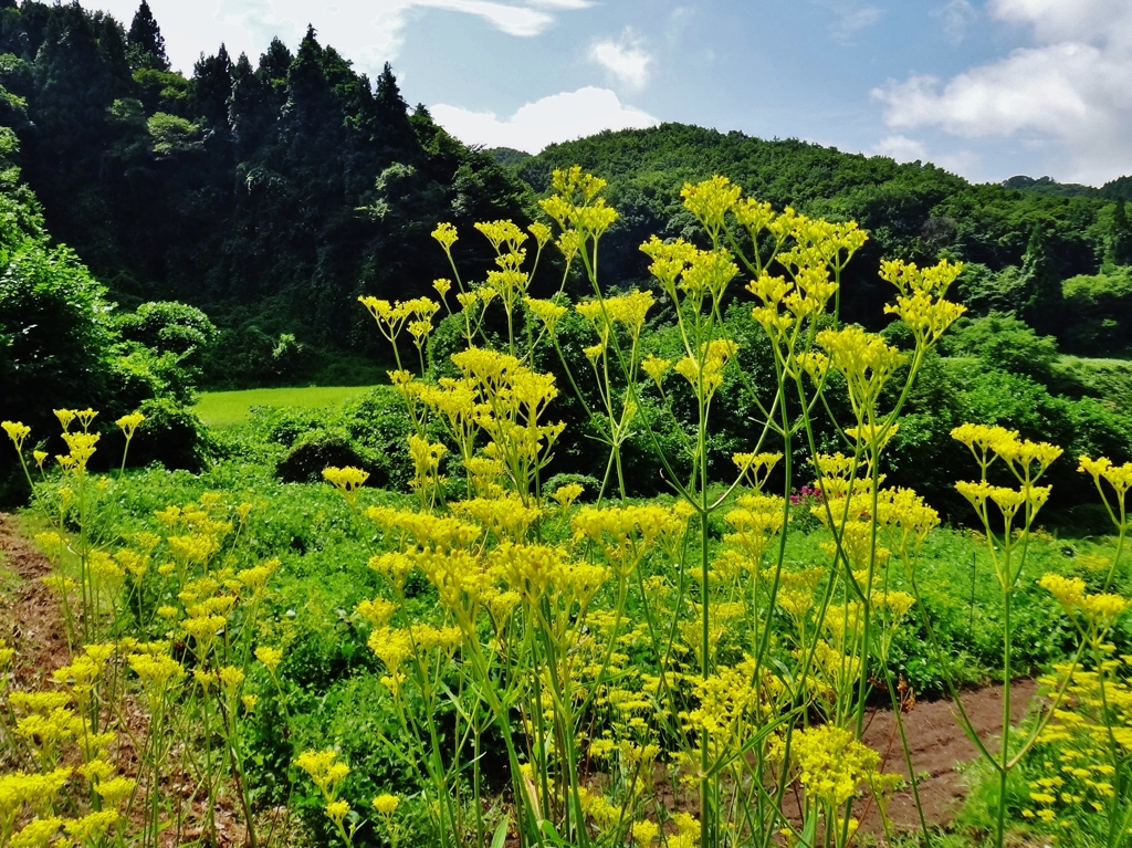 第二千九百八十二作　「裏山へまはる　女郎花咲きみだれ」　福島県川又