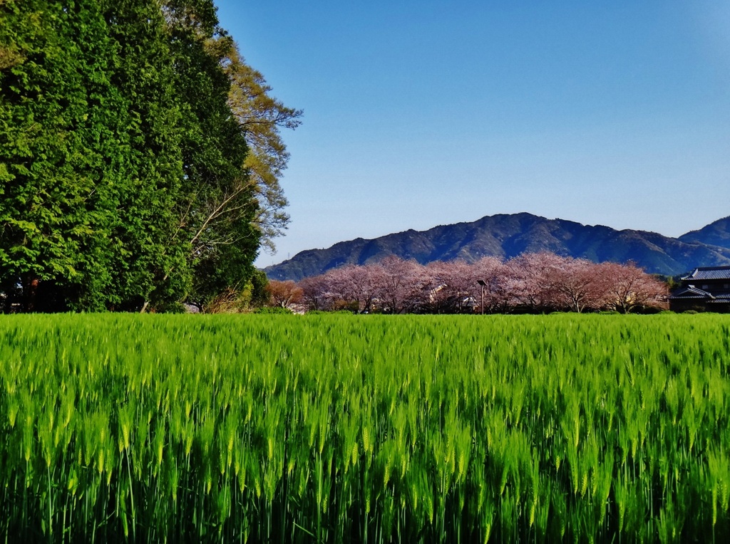 第二千百五作　「さくらさらさら　青麦畑の　風と吹かるる」　大分県国分