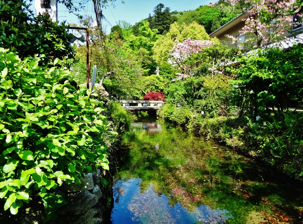 第二千八百六十二作　「映して　青葉あをあをと　水の清さ」　滋賀県醒井