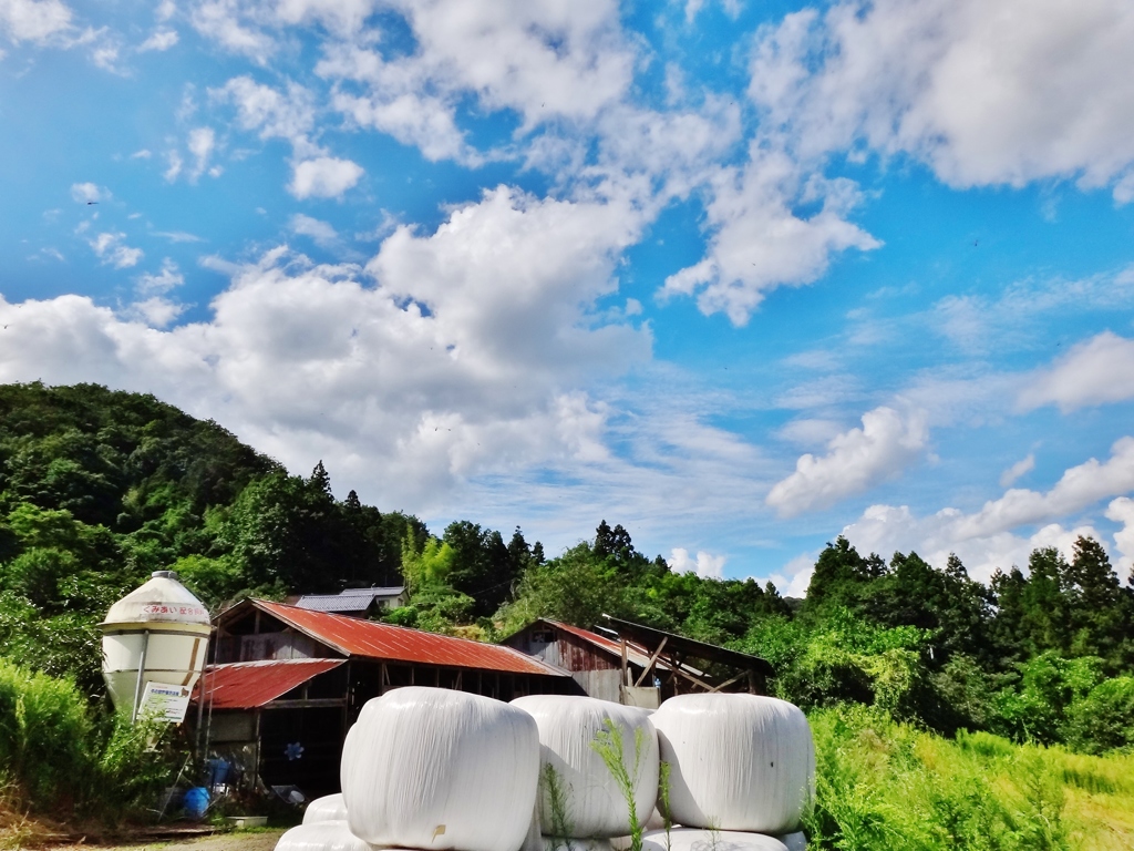 第八百四作　　「いつしか空高く　牛の啼いてゐる」　福島県伊達