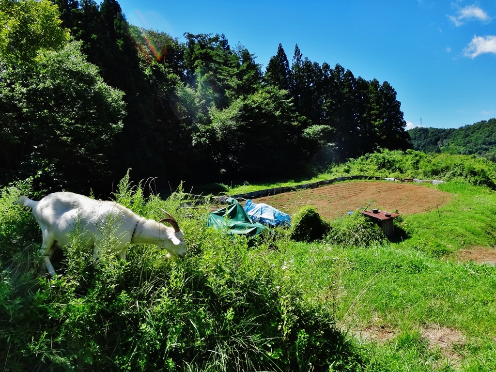 第二千五百六十七作　「さふさふと　夏草食むや　山羊の真白く」　福島県伊達