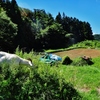 第二千五百六十七作　「さふさふと　夏草食むや　山羊の真白く」　福島県伊達