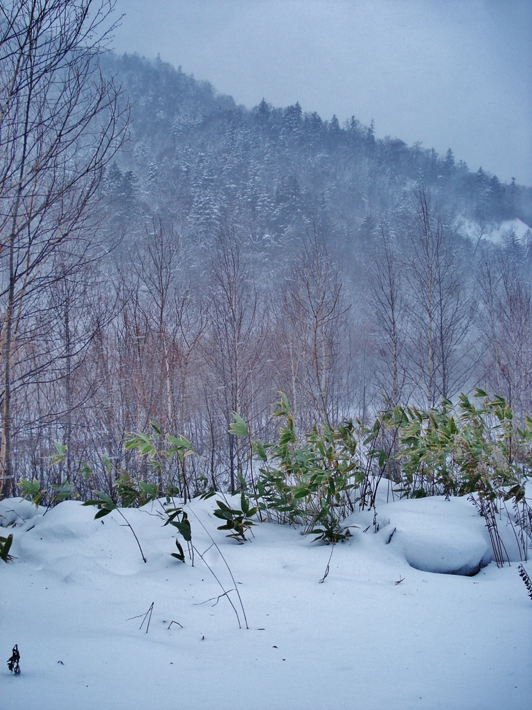 第三千八百三十五作　「吹雪きたる　雪中笹の　枯れぬ心根」　北海道定山渓