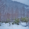 第三千八百三十五作　「吹雪きたる　雪中笹の　枯れぬ心根」　北海道定山渓