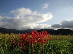 第八百八作　　「まんじゅさげ咲ひてゐる　秋がきてゐる」　福井県上庄