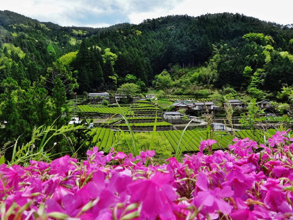 第千四百二作　　「陽ざかりの　八十八夜の　茶を摘みます」　高知県津野