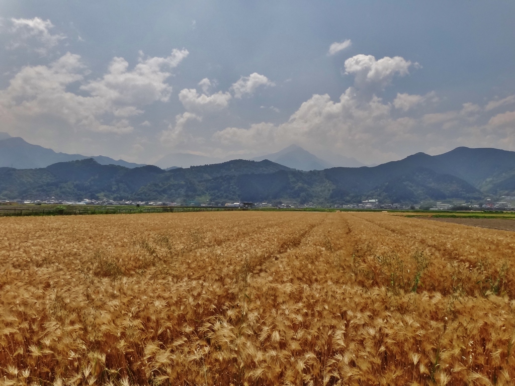 第千五十七作　　「思い悩んで　右も左も麦畑」　愛媛県西条