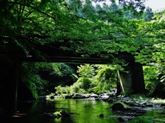 第千八百四十六作　　「沢音たしかに　緑陰の水を吸ふ」　神奈川県南足柄