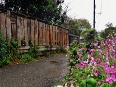 第六百十作　　「雨を浴びて歩む」　山口県防府　