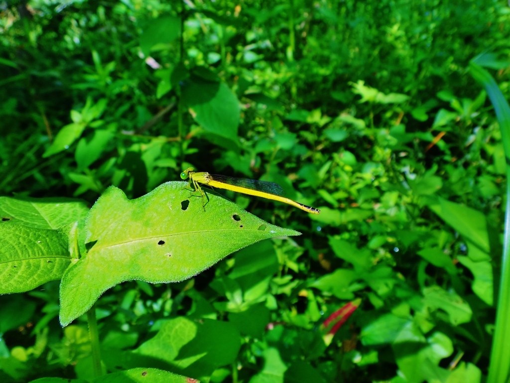 第二千五百八十八作　「黄糸蜻蛉　ふわふわ舞ふて　夏木立」　茨城県ひたちなか