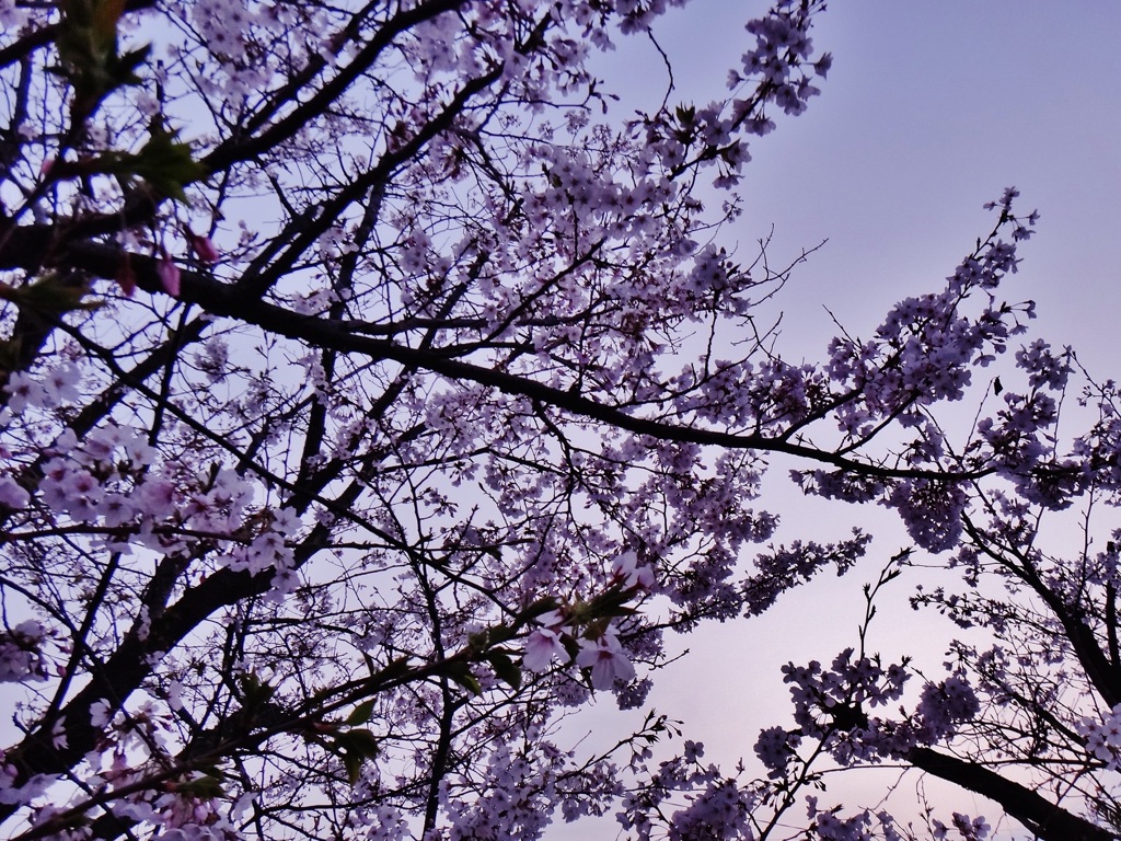 第三千百八十九作　「朝ぼらけ　酔ひ醒めに咲け　紫のさくら」　福岡県和白