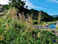 第四千八十作　「気が付くと　伸びて戦ひで　すすきつぽう」　福井県和泉
