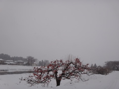 第千六百三十二作　　「雪中　柿の赤さを　残し」　山形県余目