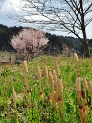 第千五作　　「少しうらやむ　つくしんぼう　すくすくと」　静岡県青谷