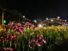 第三千九百八十九作　「ほろほろに　酔ふて夜風の　花菖蒲」　茨城県潮来