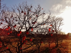 第九百十九作　　「落ちかかる　柿の赤さの　路をいそぐ」　福島県霊山