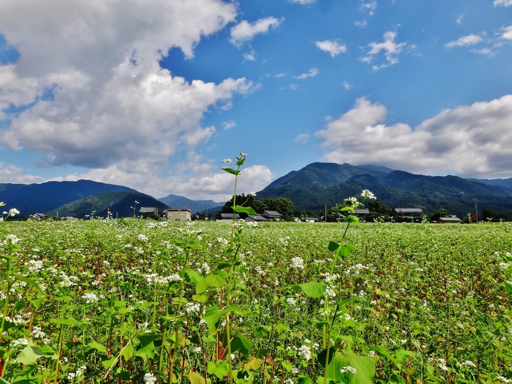 第千百六十六作　　「雨が洗つた　蕎麦の花さかり」　福井県大野　