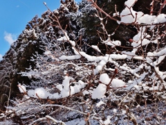 第二千四百三十五作　「芽ぐんで　雪解けの　近さを知る」　岩手県雫石