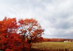 第四千百三十四作　「馬鈴薯畑　すこし陽がでて　すつかり秋で」　北海道札幌