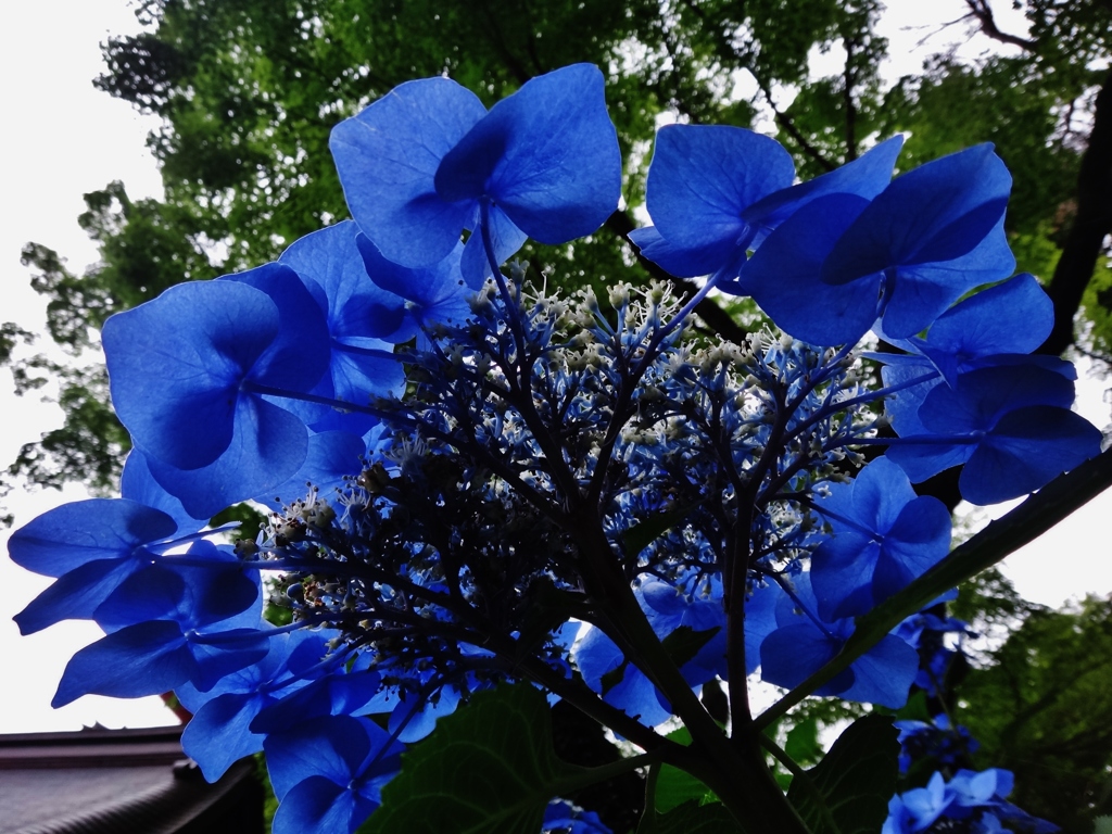 第千八百七作　　「咳き込みて　紫陽花　すこし鮮やかになり」　東京都日野