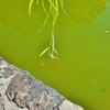 第二千六百五作　「濁れる水の　濁り滲ませ　金魚たはむる」　奈良県奈良　7