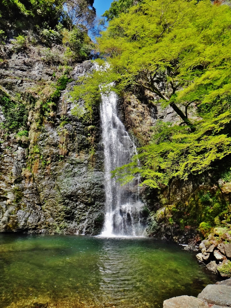 第二千八百三十七作　「流れ落つ　水のあかるさは　若葉」　大阪府箕面